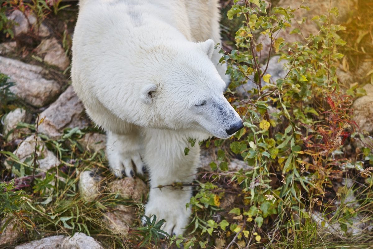 Polar bears and many other species are threatened and need protection.